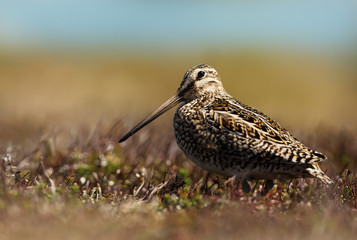 Close up of a south american snipe