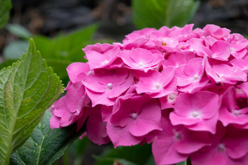 Detalle de hortensias con muro de piedra al fondo