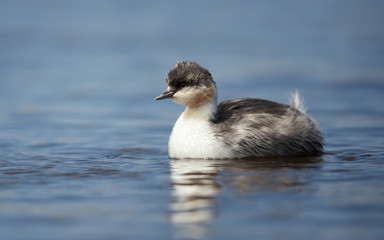 Silvery Grebe chick swimming in a freshwater lake