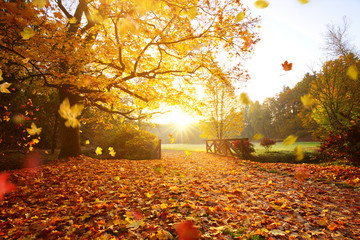 Colorful autumn forest. Beautiful rural scenery.