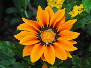 A closeup image of an orange flower in Spring