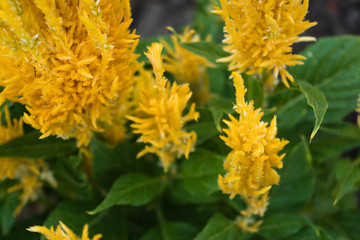 Celosía de color amarillo