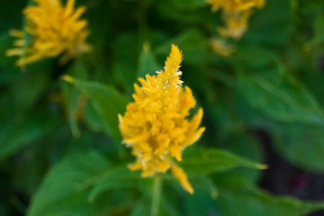 Celosía de color amarillo