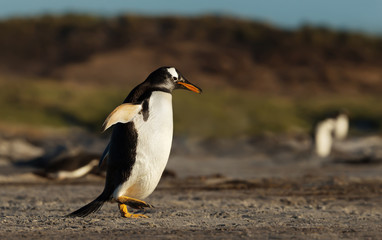 Gentoo penguin walking on a sandy beach