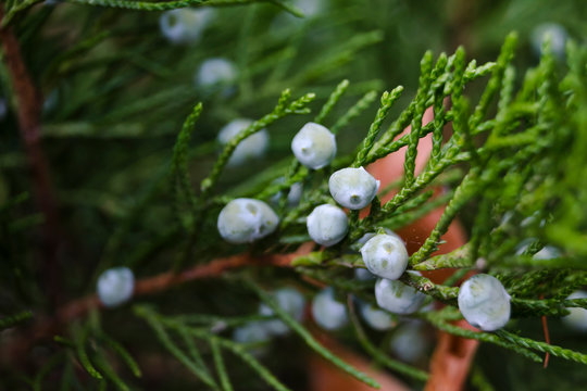 Frutos o bayas de enebro