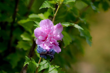 Hibiscus rosa y azul