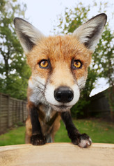 Close up of a cute red fox in a garden