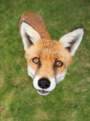 Close up of a red fox standing in grass
