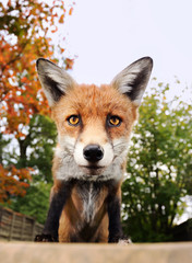 Fototapeta premium Close up of curious red fox in a garden