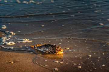 Dead fish shorthorn sculpin on a seashore sand