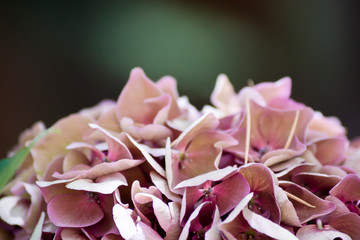 Macro de los pétalos de una hortensia lila