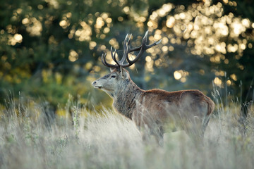 Red Deer stag at sunrise in autumn