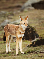 Close up of a rare and endangered Ethiopian wolf