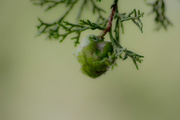 Detalle del fruto de un enebro