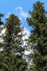 trees and sky