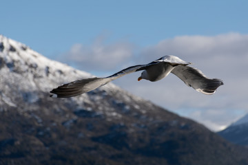 Gaviota volando en Bariloche, Patagonia, Argentina