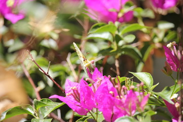 Farfalla tra i bouganville