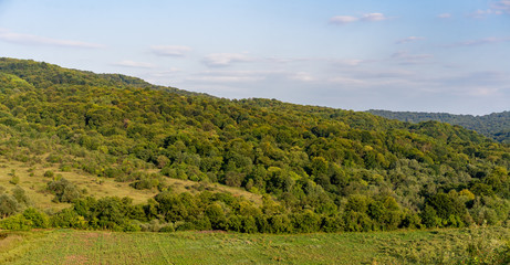 Fototapeta na wymiar Plain with trees and meadow