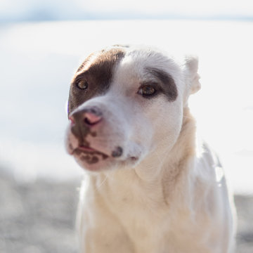 Retrato mascota perro 