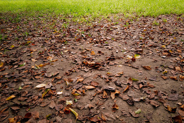 季節・晩夏・初秋イメージ素材：秋の気配を感じる9月の公園の緑の草と茶色の落ち葉のコントラスト