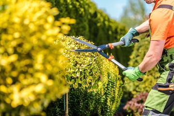 Obraz premium Summer Plants Maintenance