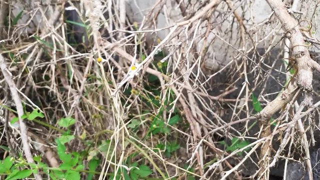 dry branches in the foreground, with small white flower and green leaves