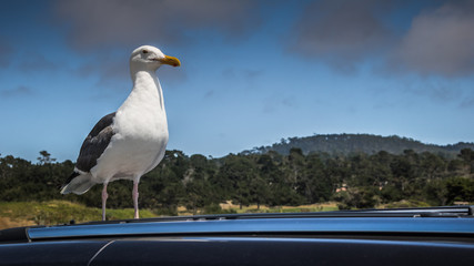 Monterey USA