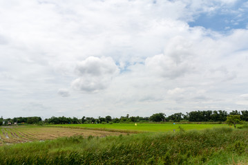 field of green grass and blue sky
