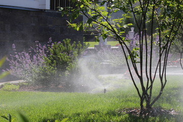 Automatic watering system in the garden with sprinklers on the lawn, shrubs and flowers