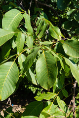 Walnut Leaves on a Walnut Tree