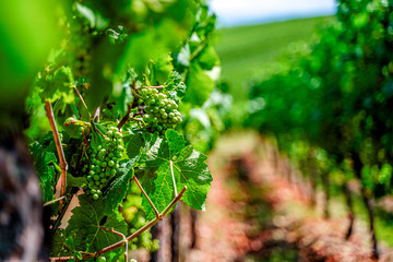 White wine grapes on vine plant in Alsace, France