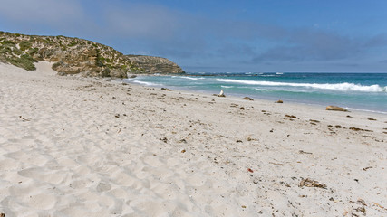 Seelöwen am Strand von Kangoroo Island