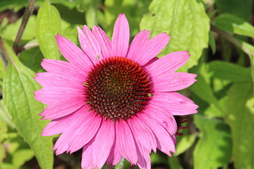 Obraz premium Closeup Of A Echinacea, U of A Botanic Gardens, Devon, Alberta