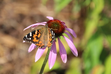Beauty On The Echinacea, U of A Botanic Gardens, Devon, Alberta
