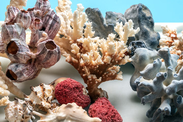 Corals and sea shells as background and design elements.