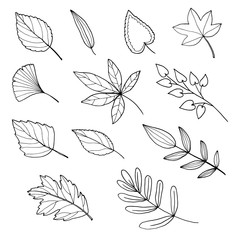 vector set of hand drawn autumn leaves