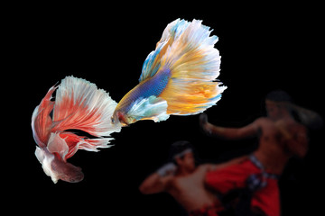 movement of betta fishes on thai boxing background