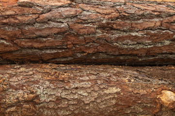 Tree bark closeup. wood texture. wooden background