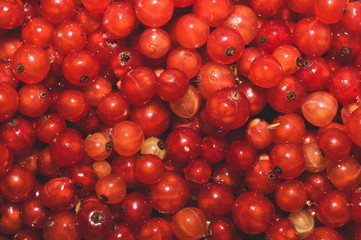 Red currant berries close up. fresh redcurrant macro background