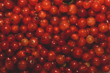 Red currant berries close up. fresh redcurrant macro background