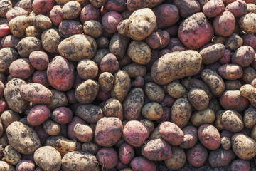 Harvesting potatoes in Siberia