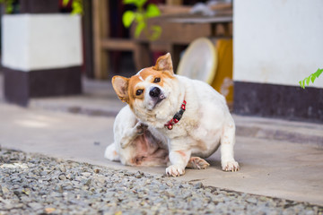 Itchy dog try to scratching its skin. Concept for pet skin's health problem from parasite or flea.
