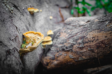 A mushroom on the trunk of a tree close up