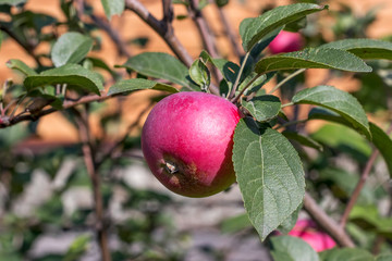 Red ripe apple on a tree branch on a sunny summer day