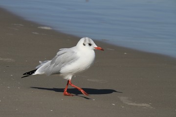 wattende Möve am Ostseestrand