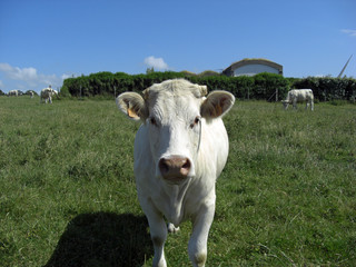 Vache dans un champ