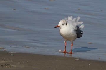 Möve in der Ostsee er