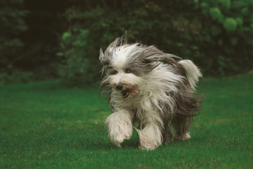 Bearded Collie im Grünen