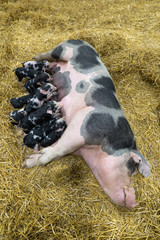Group of new born piglets sucking milk from breast of pig mother © Kenishirotie