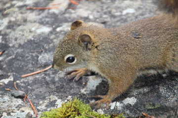 Closeup Of A Squirrel, Jasper National Park, Alberta